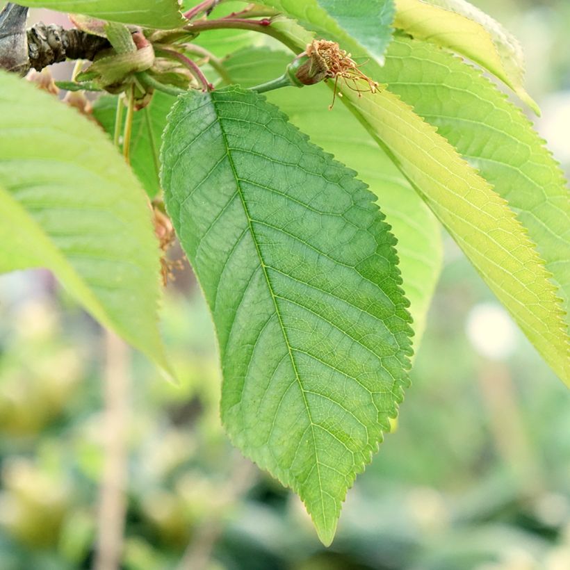 Cerisier Staccato - Prunus avium (Feuillage)