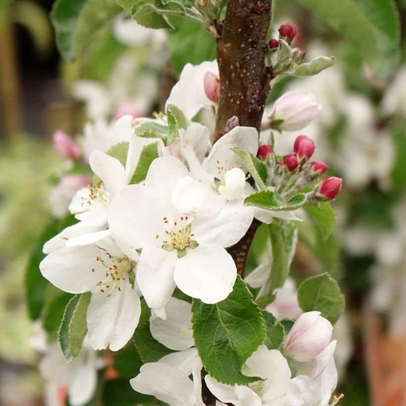 Cerisier Staccato - Prunus avium (Floraison)