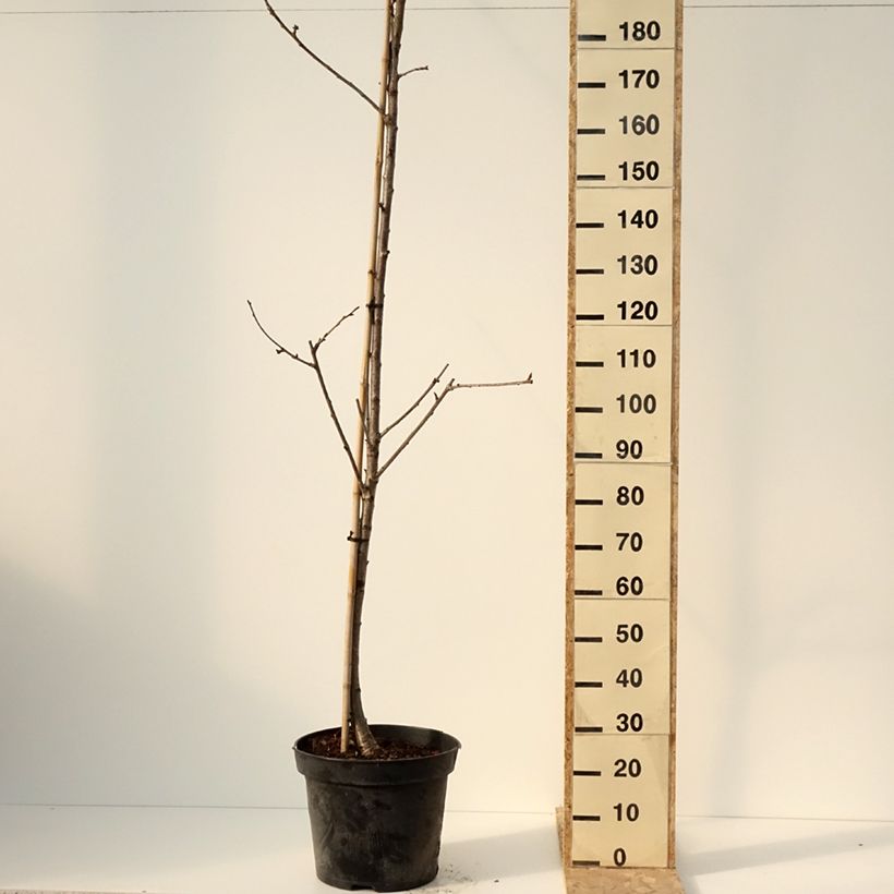Spécimen de Cerisier Staccato - Prunus avium Pot de 20L/25L, Demi-Tige tel que livré en hiver