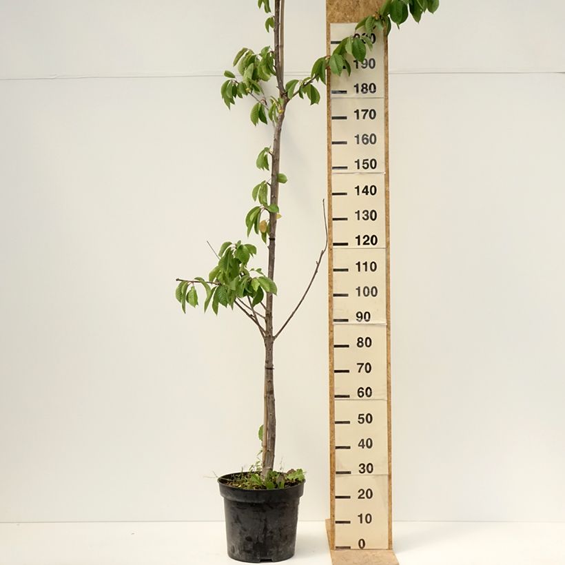 Spécimen de Cerisier Staccato - Prunus avium Pot de 20L/25L, Demi-Tige tel que livré au printemps