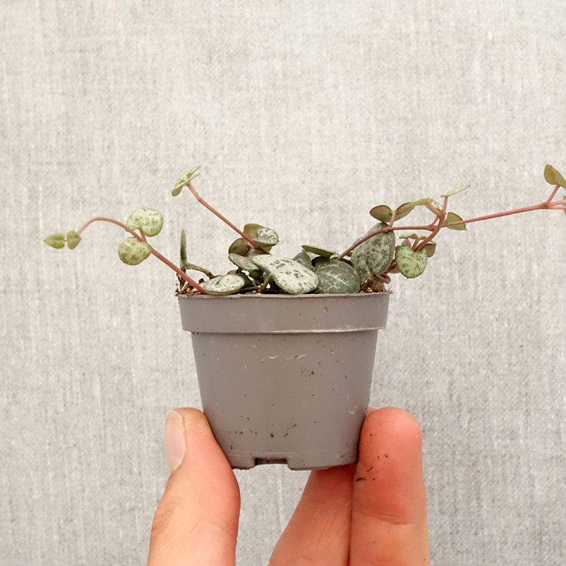 Spécimen de Ceropegia woodii - Chaîne des cœurs Mini-plante tel que livré au printemps