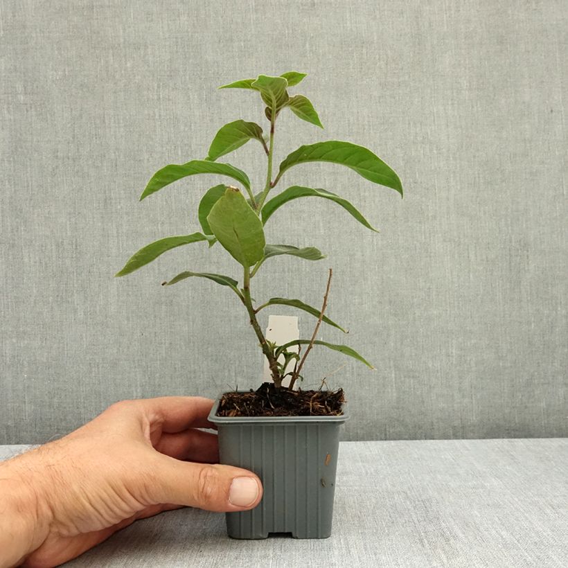 Spécimen de Cestrum fasciculatum Newellii - Cestreau rouge du Mexique Godet de 8/9 cm tel que livré en été