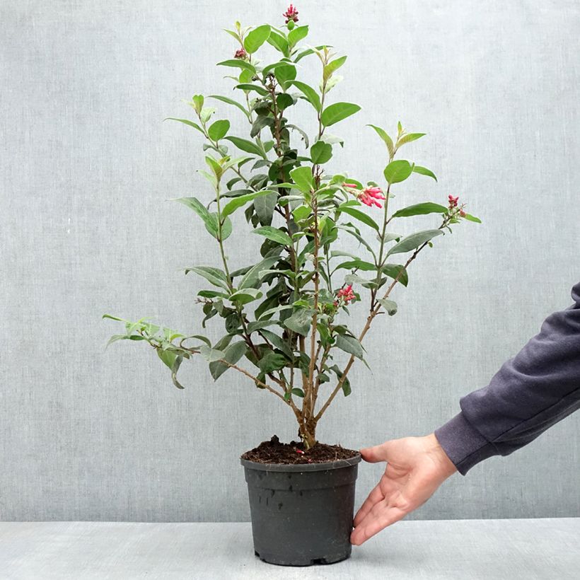 Spécimen de Cestrum fasciculatum Newellii - Cestreau rouge du Mexique Pot de 3L/4L tel que livré au printemps
