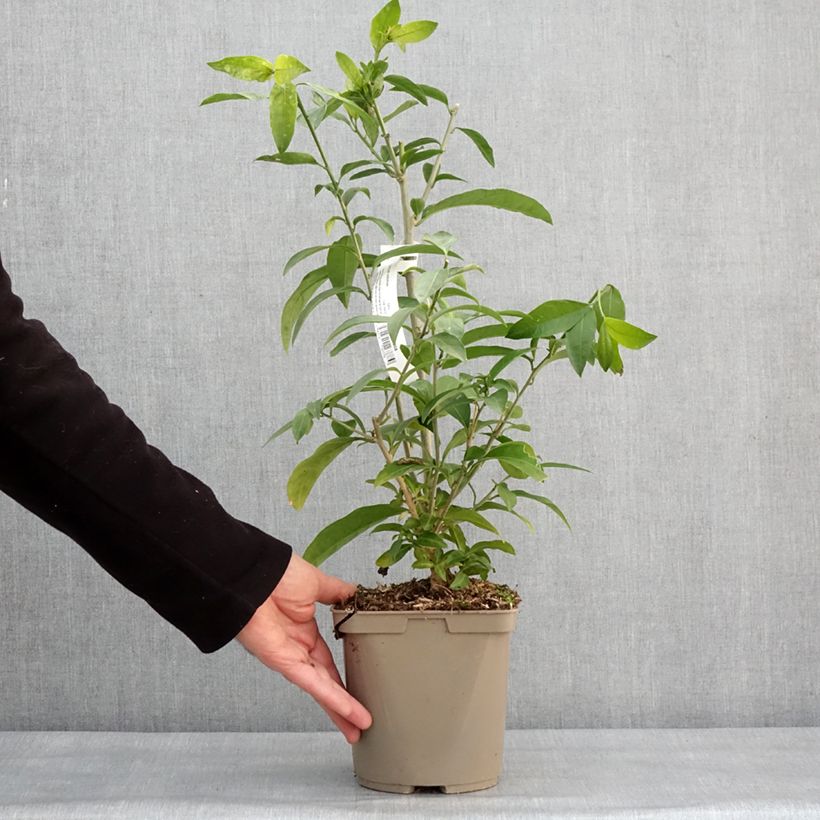 Spécimen de Cestrum nocturnum - Galant de nuit, Cestreau nocturne Pot de 3L/4L tel que livré en hiver