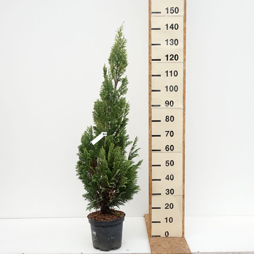 Spécimen de Chamaecyparis lawsoniana Alumigold - Cyprès de Lawson  Pot de 7,5L/10L tel que livré en automne