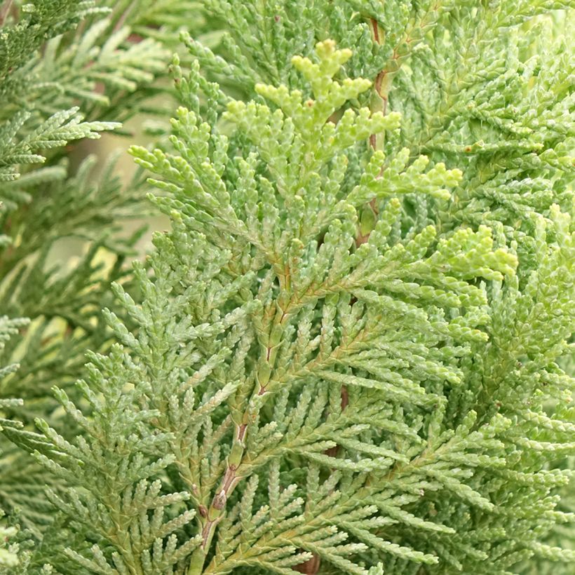 Chamaecyparis lawsoniana Alumigold - Cyprès de Lawson  (Feuillage)