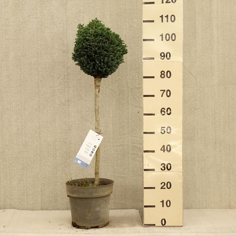 Spécimen de Chamaecyparis lawsoniana Rimpelaar - Cyprès de Lawson nain Pot de 7,5L/10L, Tige, Tige de 60 cm tel que livré en automne