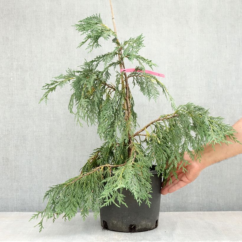 Spécimen de Chamaecyparis nootkatensis Pendula - Cyprès de Nootka pleureur Pot de 7,5L/10L tel que livré au printemps