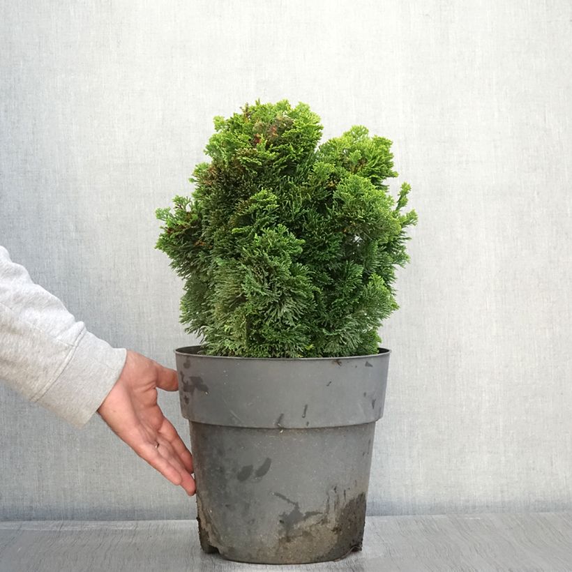 Spécimen de Chamaecyparis obtusa Aurea - Faux cyprès hinoki du Japon                      Pot de 12L/15L, Tige, Tige de 60 cm tel que livré en automne