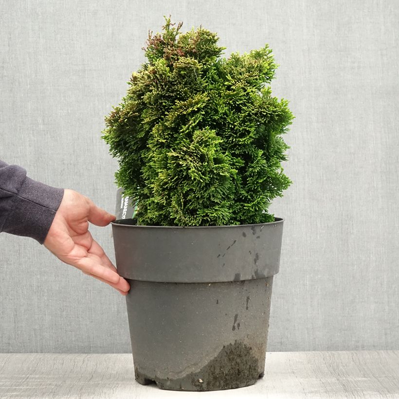 Spécimen de Chamaecyparis obtusa Aurea - Faux cyprès hinoki du Japon                      Pot de 12L/15L, Tige, Tige de 60 cm tel que livré en été
