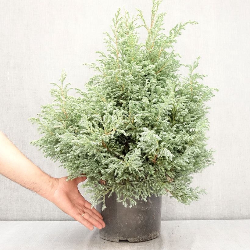 Spécimen de Chamaecyparis pisifera Boulevard - Cyprès Sawara   Pot de 7,5L/10L tel que livré en été