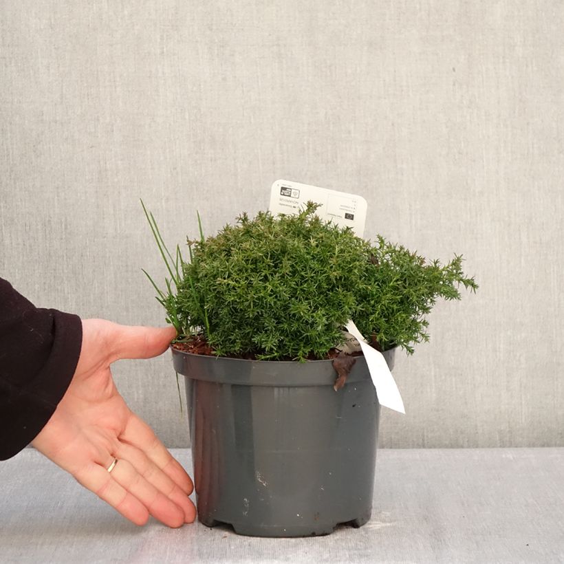 Spécimen de Chamaecyparis pisifera Cumulus - Cyprès Sawara Pot de 2L/3L tel que livré en hiver