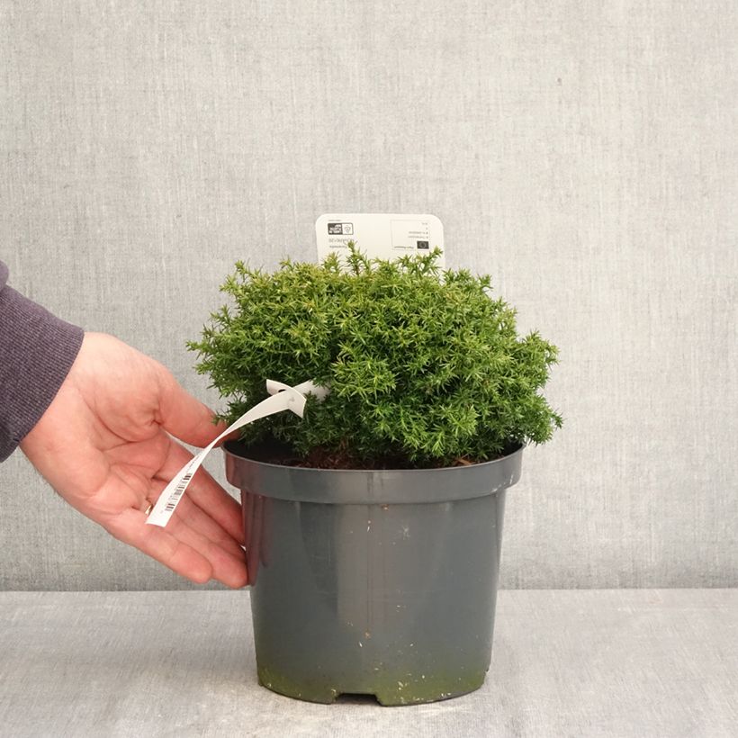 Spécimen de Chamaecyparis pisifera Cumulus - Cyprès Sawara Pot de 2L/3L tel que livré au printemps
