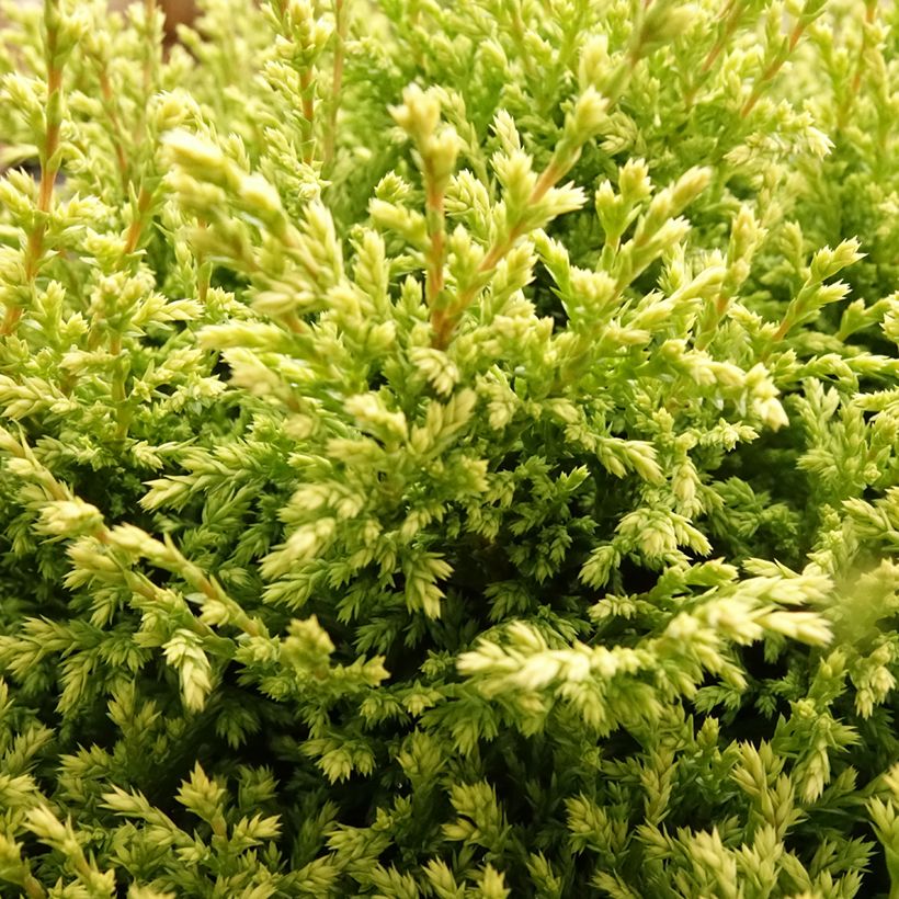 Chamaecyparis pisifera Plumosa Compressa - Cyprès Sawara nain (Feuillage)