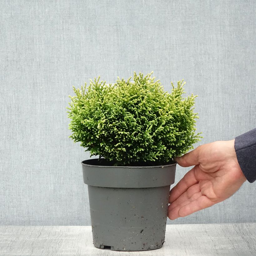 Spécimen de Chamaecyparis pisifera Plumosa Compressa - Cyprès Sawara nain Pot de 2L/3L tel que livré au printemps