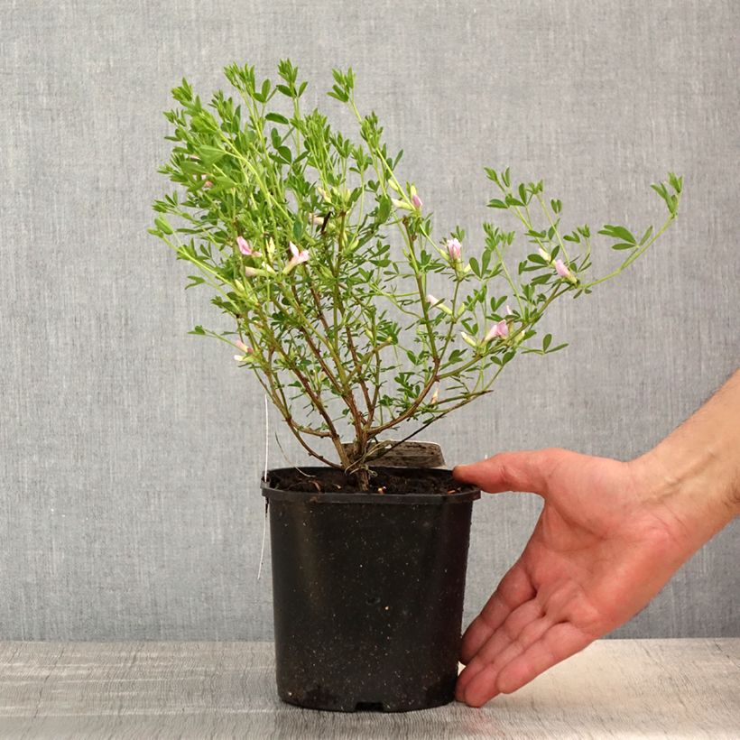 Spécimen de Chamaecytisus purpureus - Genêt pourpre Pot de 3L/4L tel que livré au printemps