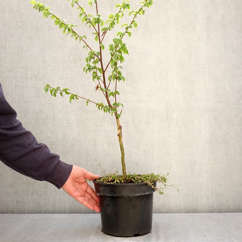 Spécimen de Charme houblon - Ostrya carpinifolia Marja Findling Pot de 4L/5L tel que livré au printemps