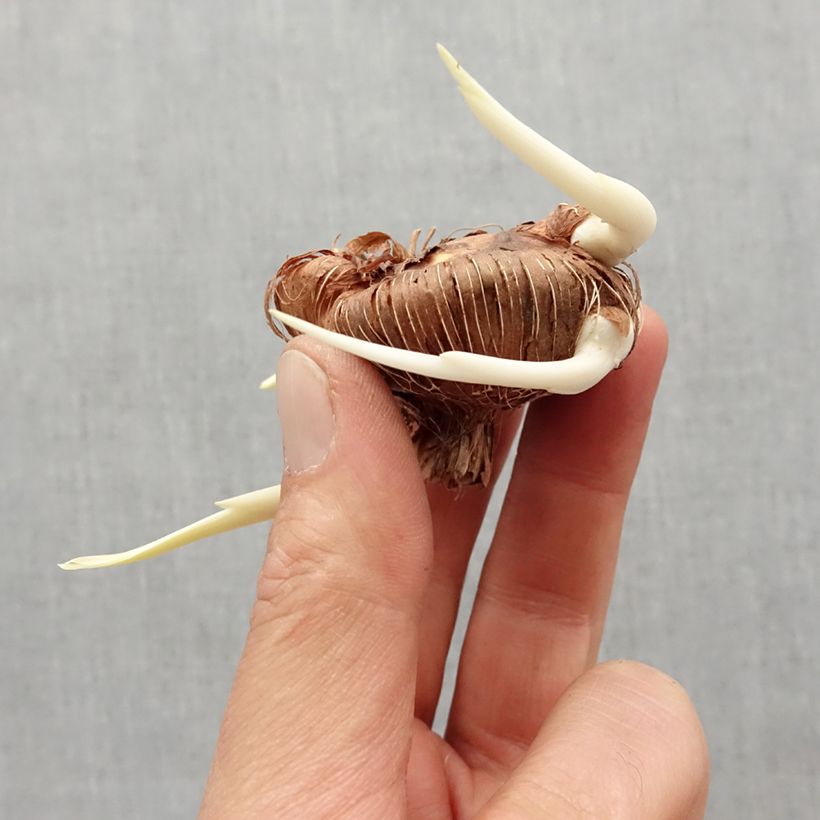 Spécimen de Chasmanthe floribunda Bulbe calibre I tel que livré au printemps