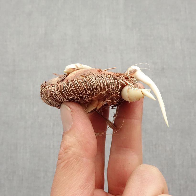 Spécimen de Chasmanthe floribunda Saturnus Bulbe calibre 14+ tel que livré au printemps