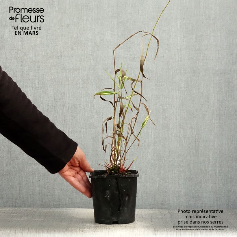 Example of Chasmanthium latifolium River Mist - Uniola latifolia Pot de 2L/3L as you get in printemps