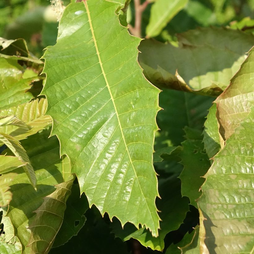 Châtaignier Marsol (In Vitro) - Castanea sativa (Feuillage)
