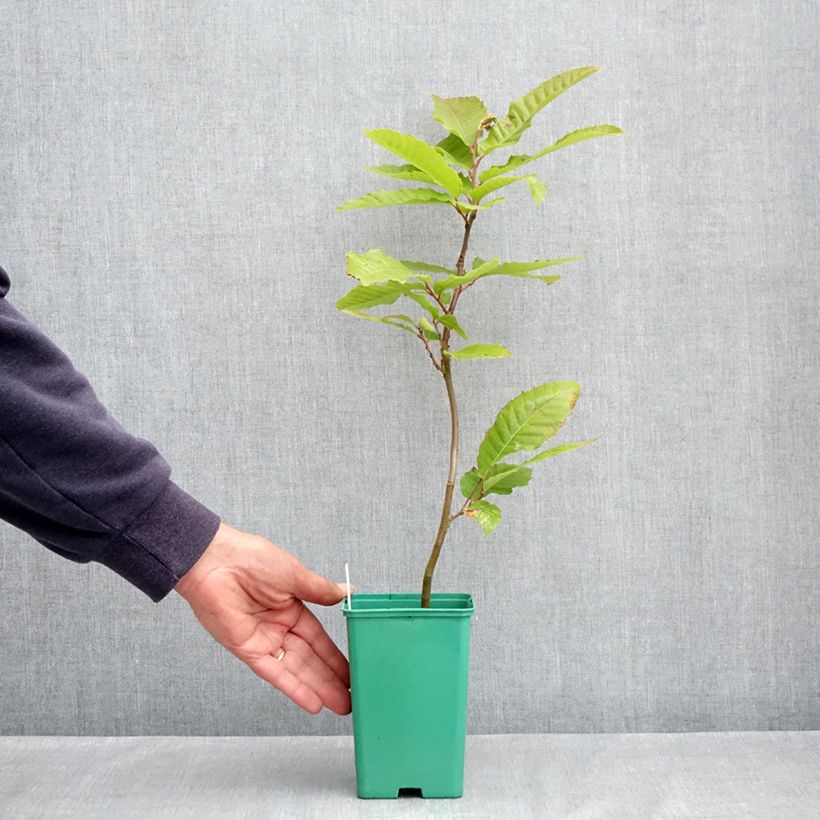 Spécimen de Châtaignier Marsol (In Vitro) - Castanea sativa Pot de 2L/3L tel que livré au printemps