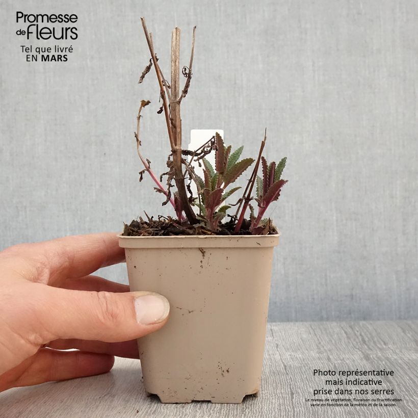 Spécimen de Chataire Anne's Choice - Nepeta nuda Godet de 8/9 cm tel que livré au printemps