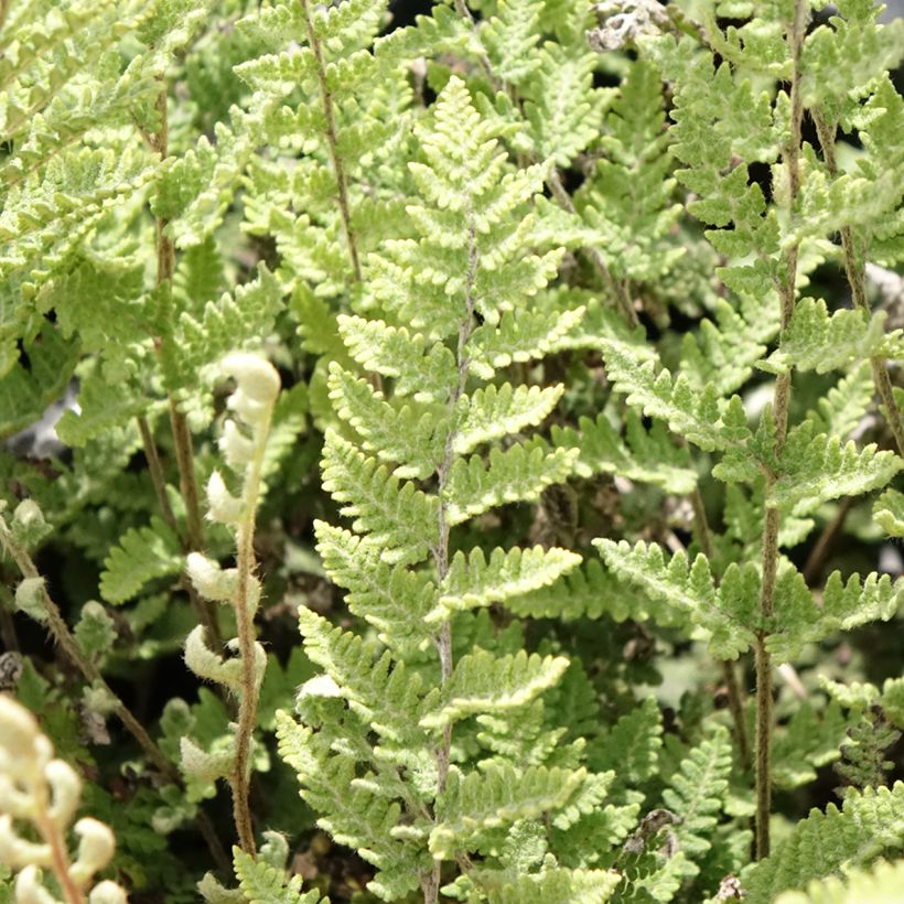 Cheilanthes lanosa Cimbra - Fougère (Foliage)