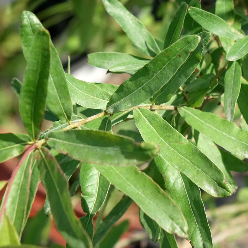 Chêne à feuilles de saule - Quercus phellos (Feuillage)
