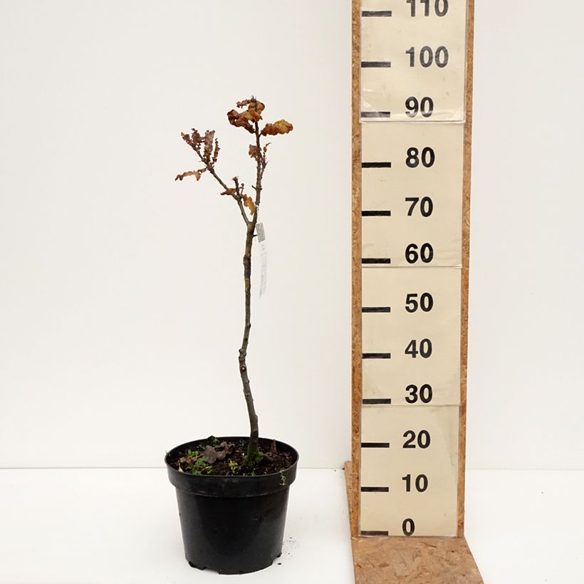 Spécimen de Chêne chevelu ou chêne lombard Curly Head - Quercus cerris  Pot de 7,5L/10L tel que livré en automne