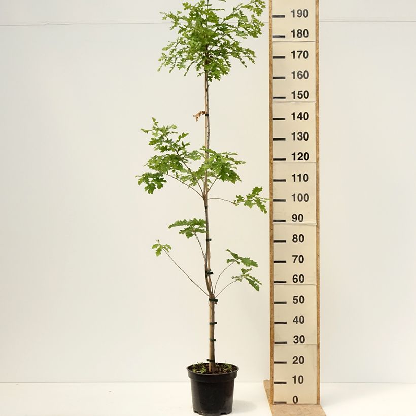 Spécimen de Chêne chevelu ou chêne lombard Curly Head - Quercus cerris  Pot de 7,5L/10L tel que livré au printemps