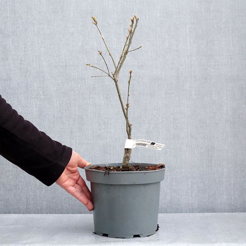 Spécimen de Chêne des marais nain - Quercus palustris Isabel Pot de 4L/5L tel que livré au printemps