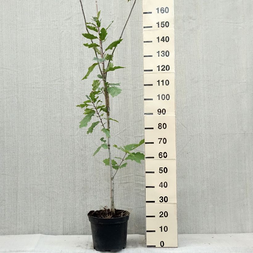 Spécimen de Chêne des marais - Quercus palustris Betty Jean Pot de 4L/5L tel que livré en été