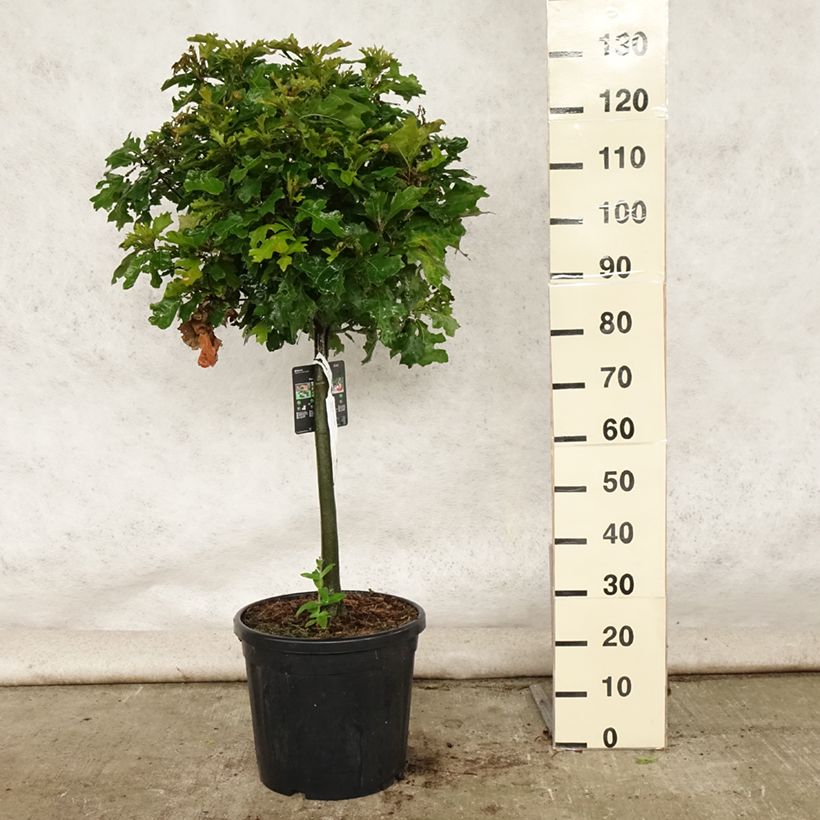 Spécimen de Chêne des marais - Quercus palustris Green Dwarf Pot de 18L/20L, Tige, Tige de 40 cm tel que livré en été