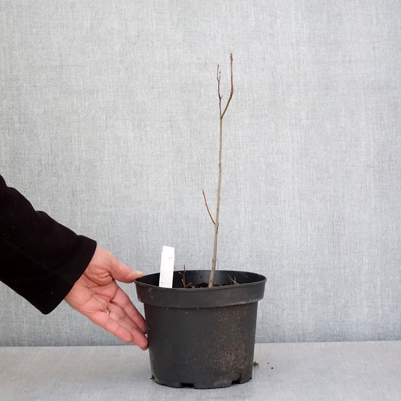 Spécimen de Chêne des marais - Quercus palustris Pot de 3L/4L tel que livré au printemps