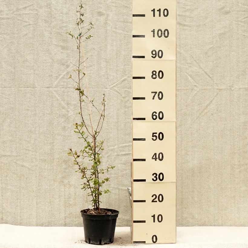 Spécimen de Chêne liège - Quercus suber Pot de 3L/4L tel que livré au printemps