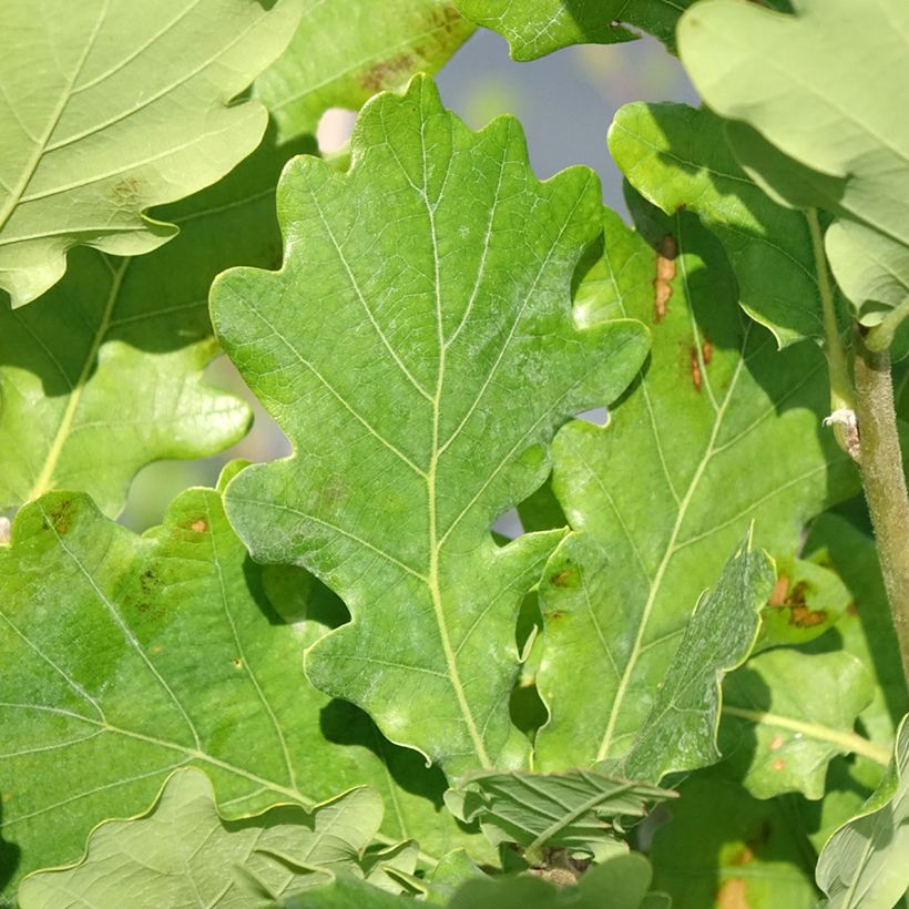 Chêne Monument - Quercus (Feuillage)