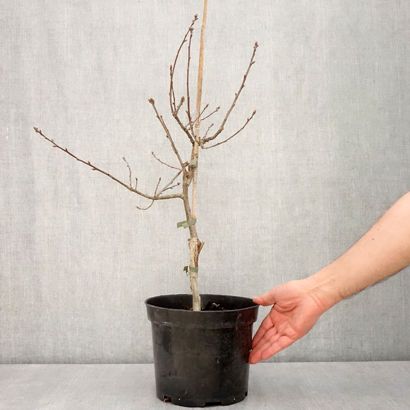 Spécimen de Chêne pédonculé pourpre - Quercus robur Atropurpurea Pot de 4L/5L tel que livré au printemps