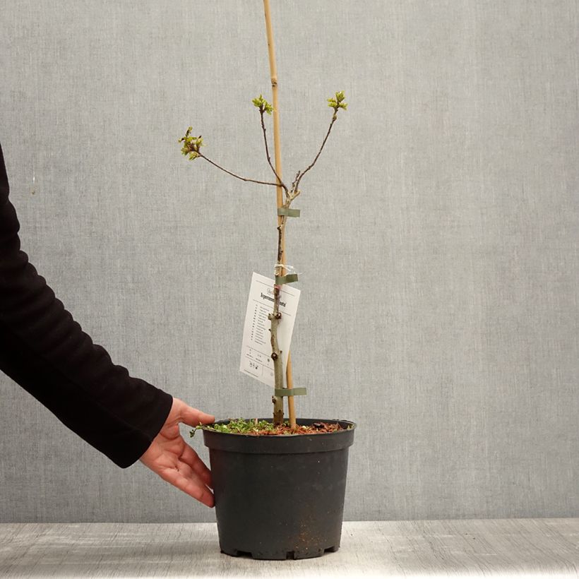 Spécimen de Chêne pédonculé - Quercus robur Argenteomarginata Pot de 4L/5L tel que livré au printemps