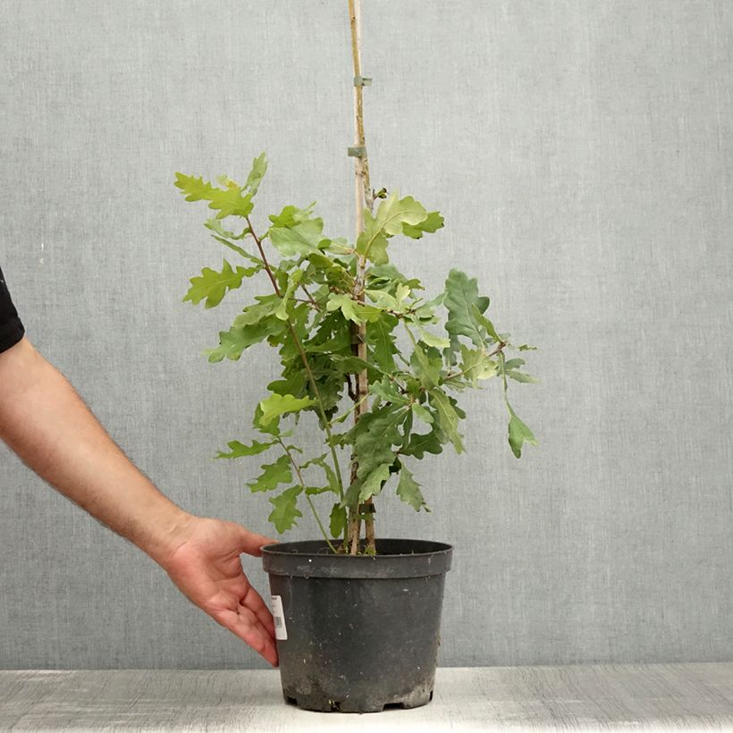 Spécimen de Chêne pédonculé - Quercus robur Jan Zamoyski  Pot de 4L/5L tel que livré en été