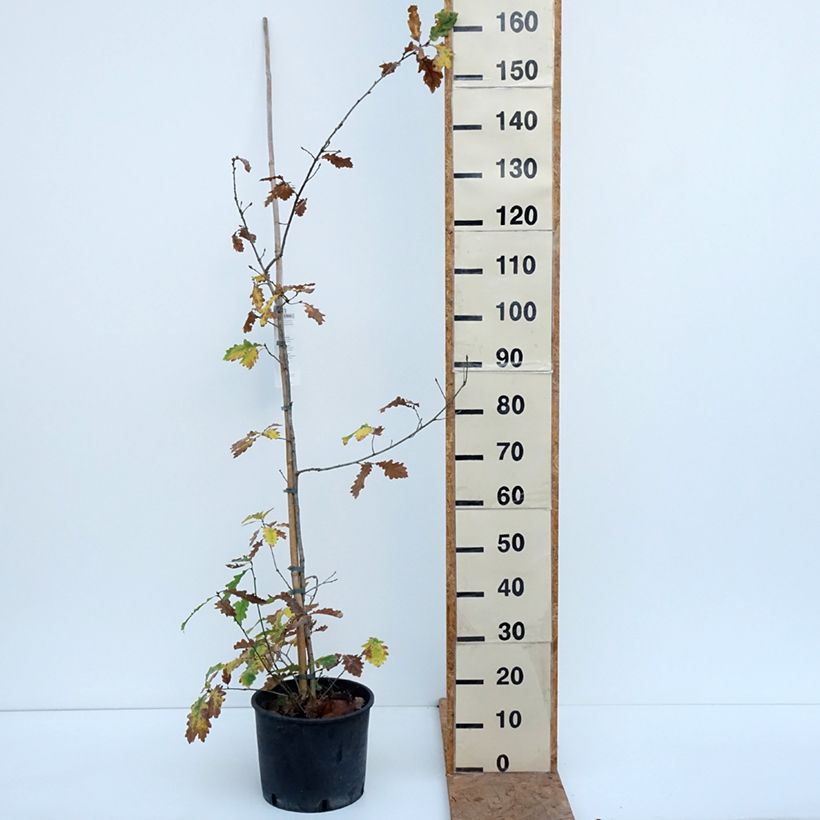 Spécimen de Chêne pédonculé - Quercus robur Pot de 7,5L/10L tel que livré en automne
