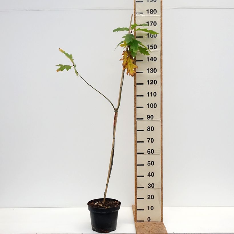 Spécimen de Chêne rouge d'Amérique – Quercus rubra Boltes Gold Pot de 7,5L/10L tel que livré en automne