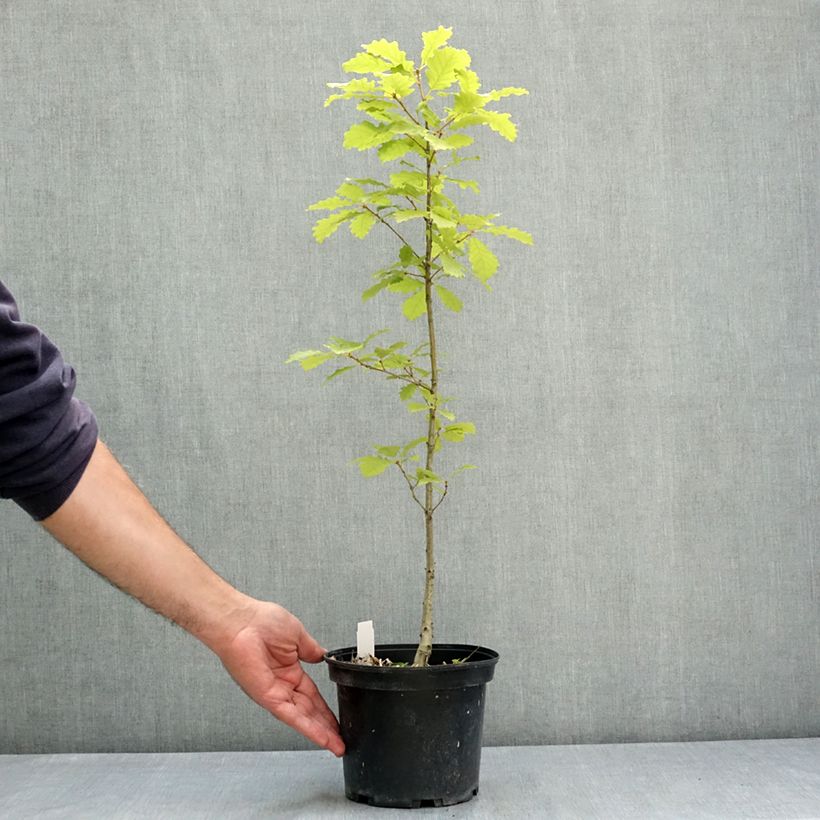 Spécimen de Chêne rouvre - Quercus petraea Pot de 2L/3L tel que livré en été