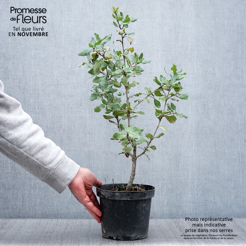 Spécimen de Chêne vert - Quercus ilex  Pot de 3L/4L, Buisson tel que livré en automne