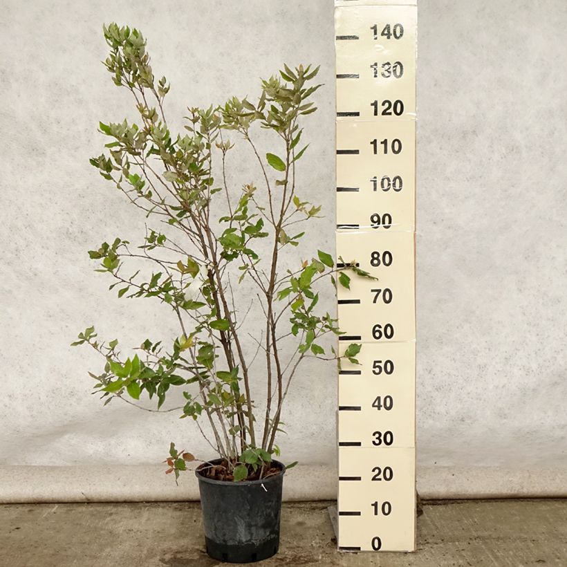 Spécimen de Chêne vert - Quercus ilex  Pot de 6L/7L, Buisson, Touffe tel que livré en été