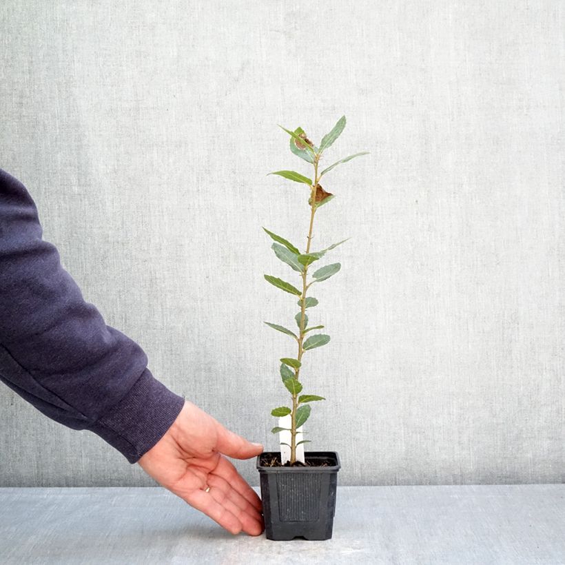Spécimen de Chêne vert - Quercus ilex  Godet de 8/9 cm tel que livré au printemps