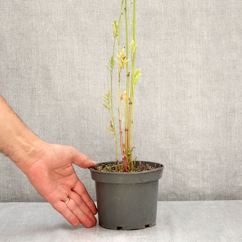 Spécimen de Chervis - Sium sisarum Pot de 1,5L/2L tel que livré en été