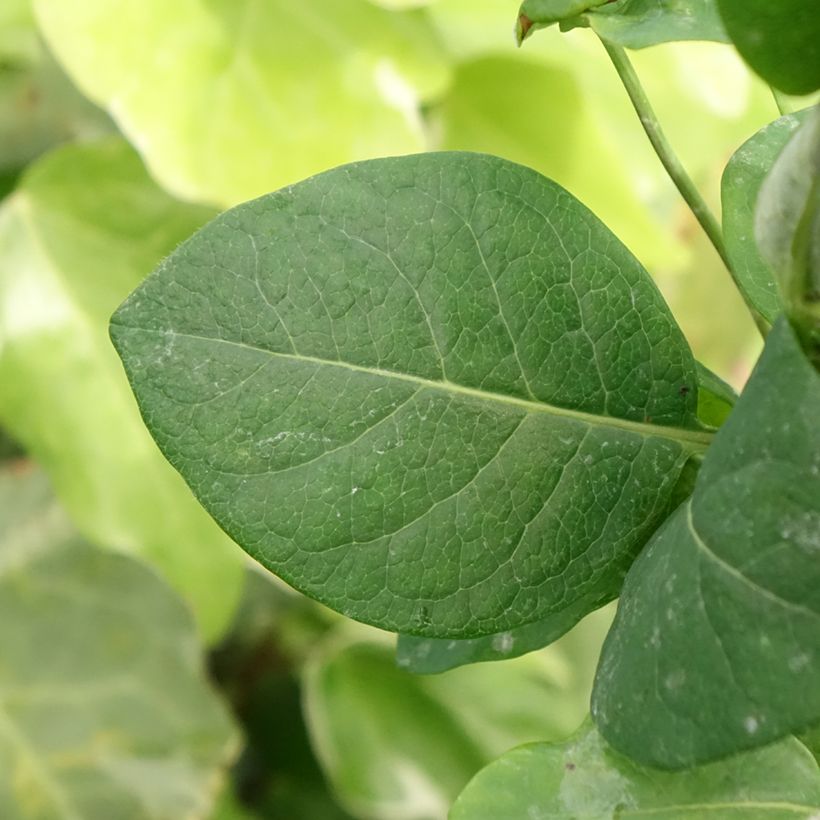 Chèvrefeuille Belgica Select - Lonicera periclymenum (Feuillage)