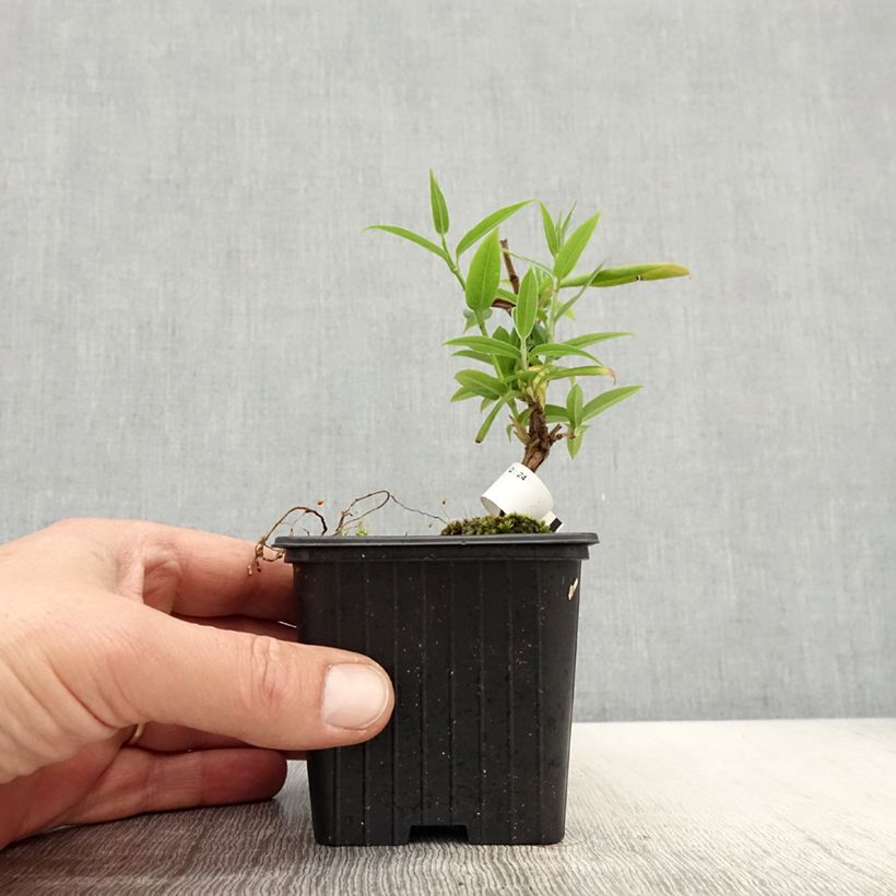 Spécimen de Chèvrefeuille de Henry - Lonicera henryi Godet de 8/9 cm tel que livré au printemps