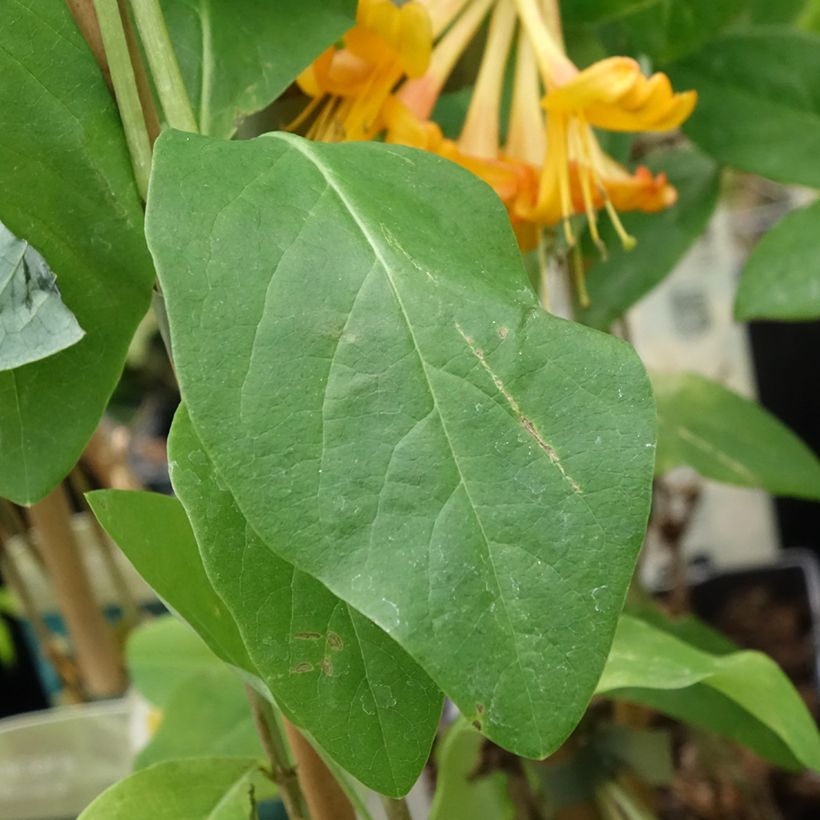 Chèvrefeuille de Tellman - Lonicera tellmaniana (Foliage)